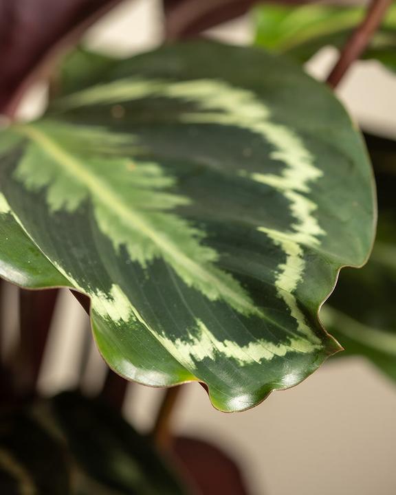 Image du produit feey Grand Calathea Roseopicta (65 cm, Fraîchement rempotés, Respectueux des animaux)