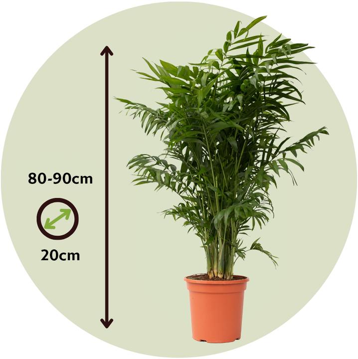 Immagine prodotto Plant in a Box Chamaedorea elegans - Palma di montagna (80 cm)