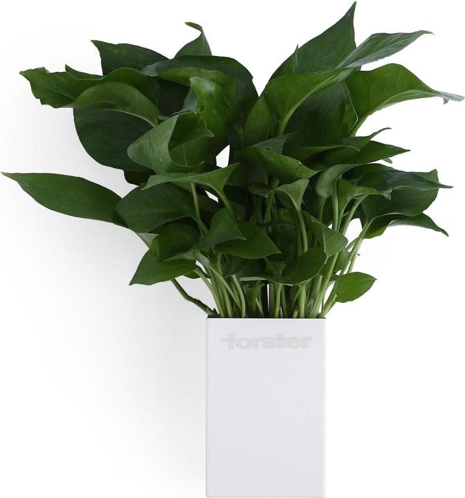 Actual product image Forster Home Magnetic multipurpose cup