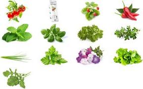Actual product image Click and Grow Chili (Vegetable seeds)