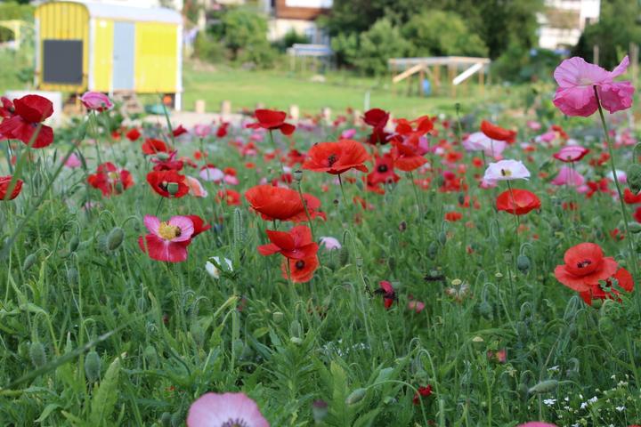 Produktbild Ökohum Bodensee Blütentraum Mohnwiese (Blumensamen)