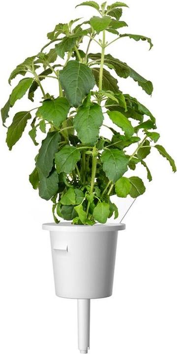 Image du produit Click and Grow Le basilic sacré (Graines d'herbes aromatiques)