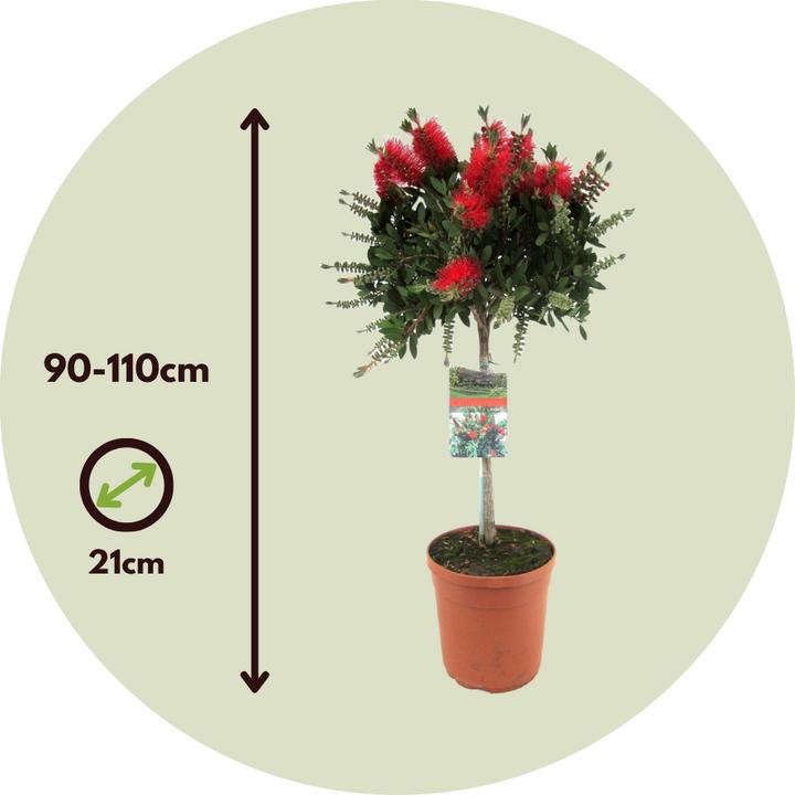 Produktbild Plant in a Box Callistemon citrinus 'Splendens' - 2er-Set Lampenreiniger (90 cm)