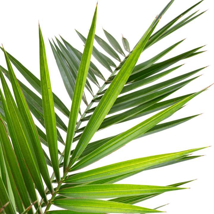 Produktbild Flowerbox Kanarische Dattelpalme - Phoenix Canariensis (110 cm)