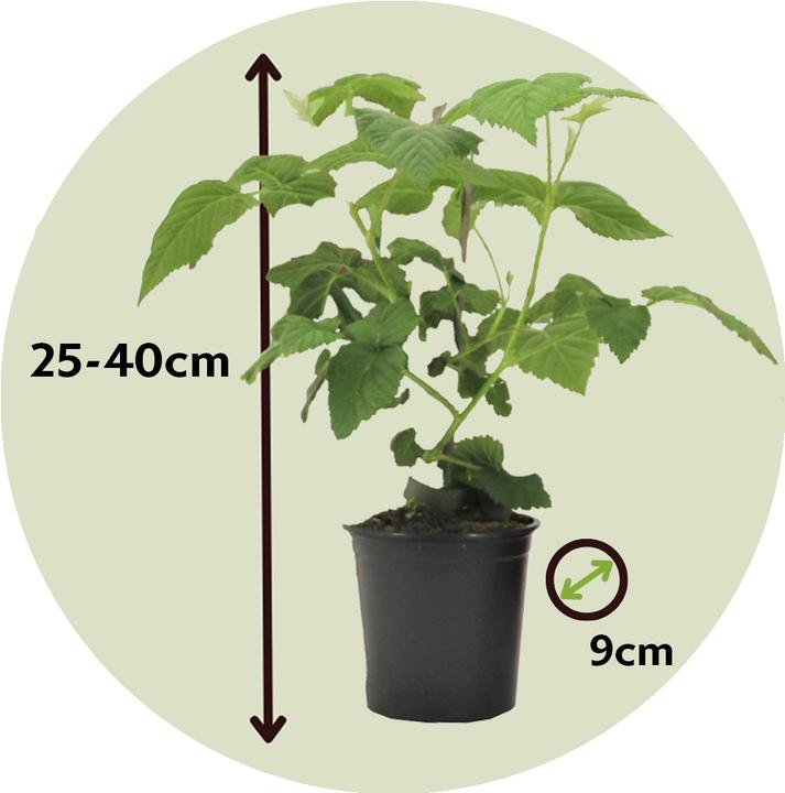 Produktbild Plant in a Box Rubus 'Tayberry' - Brombeere und Himbeere (25 cm)