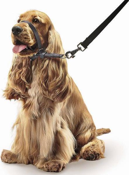 Produktbild beaphar Halsband Gentle Leader, S, schwarz (S, Hund)