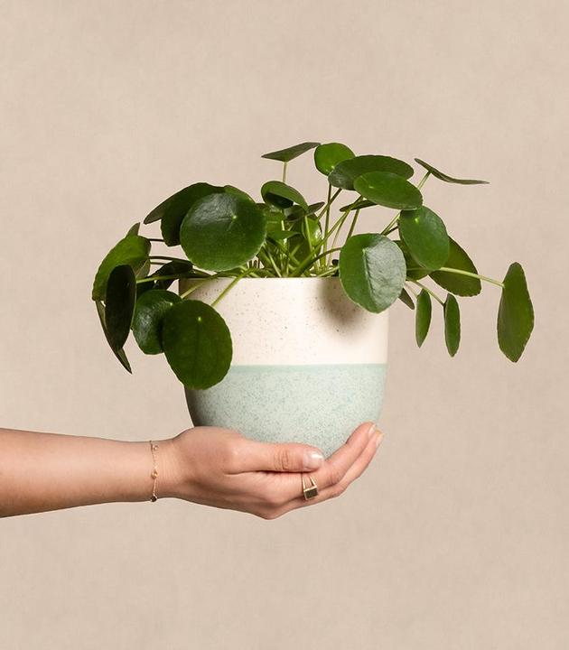 Image du produit feey Plante Ufo (25 cm, Fraîchement rempotés, Respectueux des animaux)