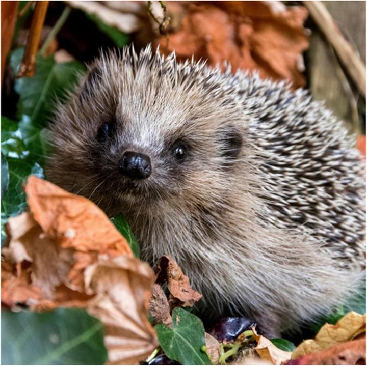Actual product image Paper + Design Napkins Autumn Hedgehog 20 pieces (20 x, 33 x 33 cm)