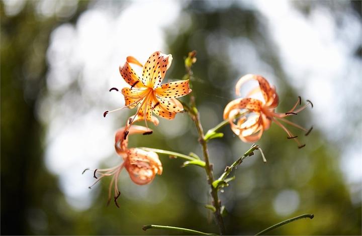 Actual product image Samyang 85mm f/1.4 AS IF UMC, Fujifilm XF (Fujifilm Fujinon XF, APS-C / DX)