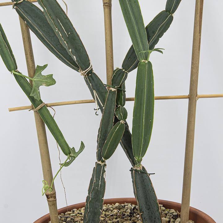 Produktbild Kakteen Gautschi Cissus quadrangularis (70 cm)