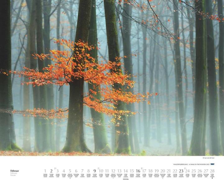 Image du produit Promenade en forêt 2025 - Calendrier photo d'art - Format paysage 60 x 50 cm - Reliure spirale (Couverture rigide, Allemand)