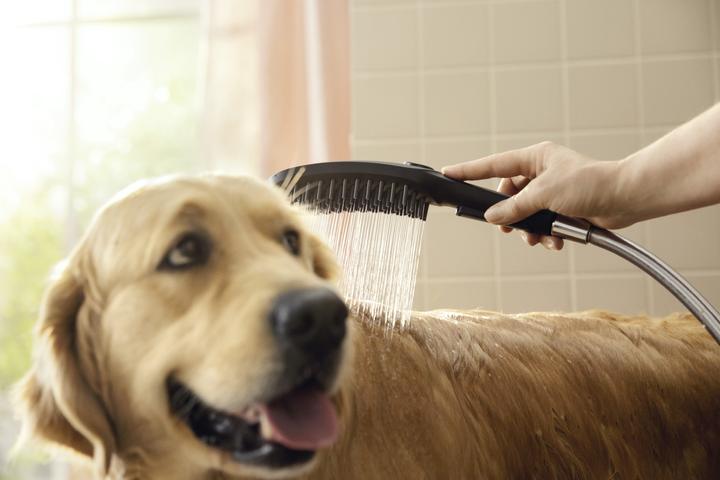 Image du produit hansgrohe DogShower Pommeau de douche pour chien 150 (3 jets) (3 Types de jets, 7.60 l/min)