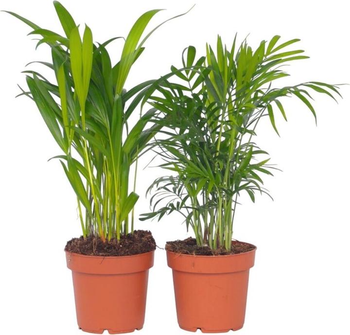 Image du produit Plant in a Box Areca, Chamaedorea - Mélange de 2 plantes (40 cm)