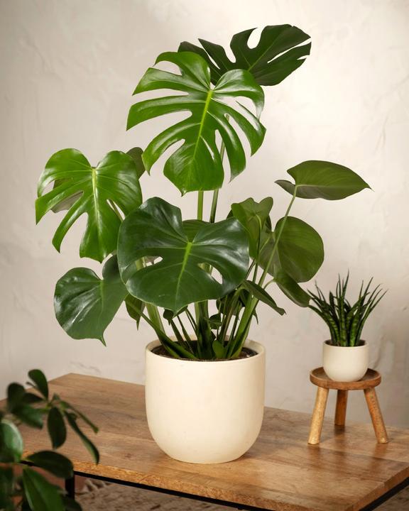 Actual product image feey Large Monstera (65 cm, Freshly repotted)