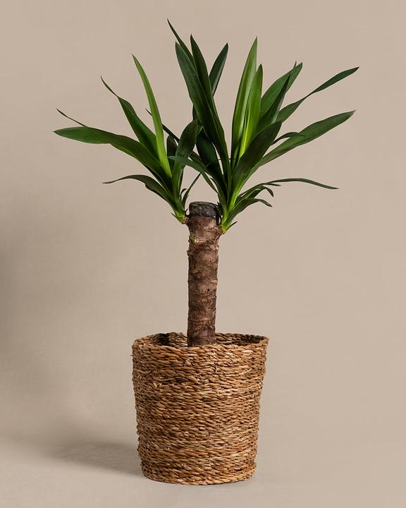 Actual product image feey Yucca (70 cm, Freshly repotted)