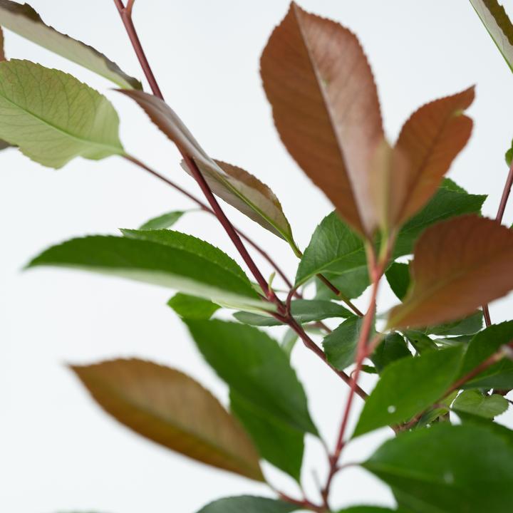 Actual product image Plant in a Box Photinia fraseri Red Robin - set of 6 loquat plants (30 cm)