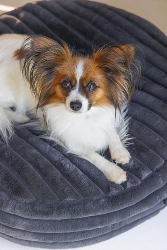 Productafbeelding Designed by Lotte Reza ligkussen (Hond)