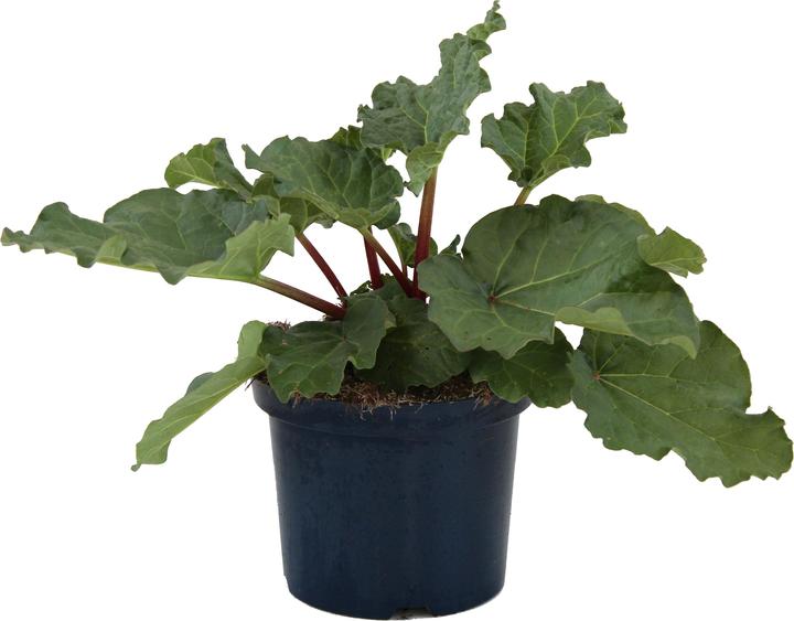 Produktbild Zulauf Rheum 'Elmsfeuer' / Rhabarber 'Elmsfeuer' (30 cm)