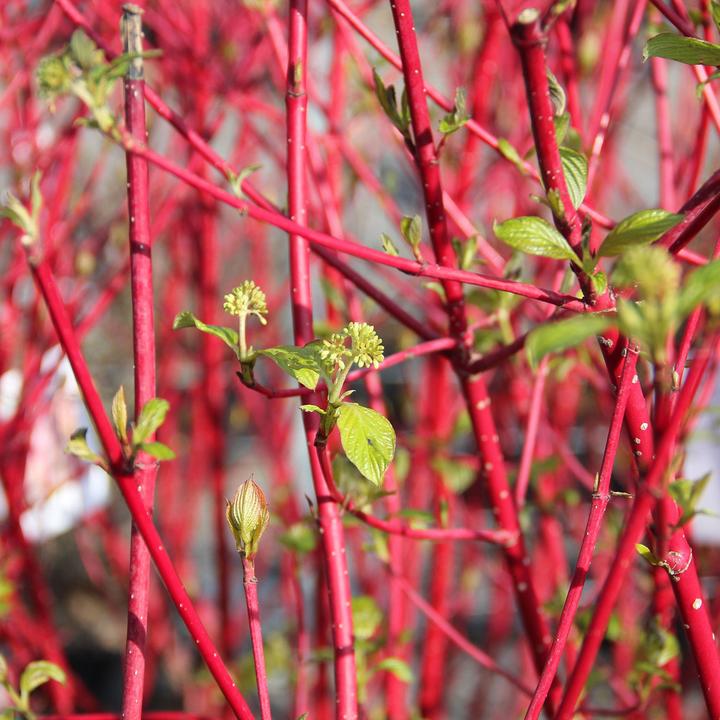 Immagine prodotto Zulauf Tatarischer Hartriegel / Cornus alba 'Sibirica' (100 cm)