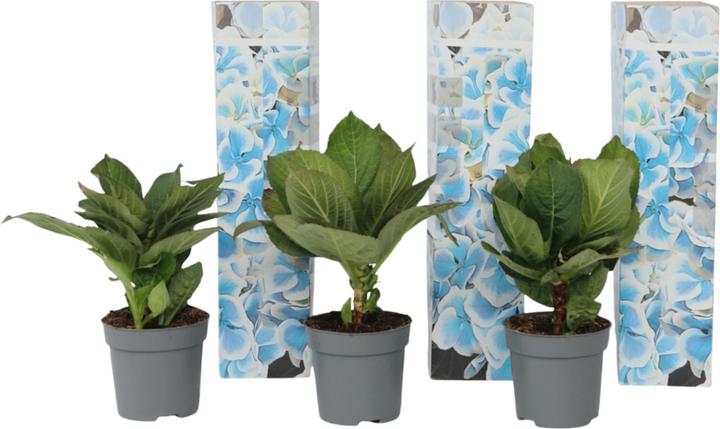 Produktbild Plant in a Box Hydrangea macrophylla Bavaria - 3er Set Hortensien (25 cm)