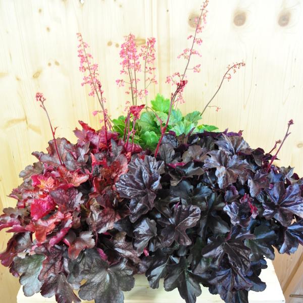 Actual product image Säntispracht An autumn-flowering purple bellflower - Heuchera 'Mix' (40 cm)