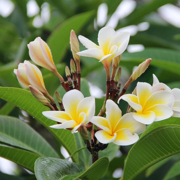 Produktbild Plant in a Box Plumeria Frangipani - Hawaii pflanze (54 cm)