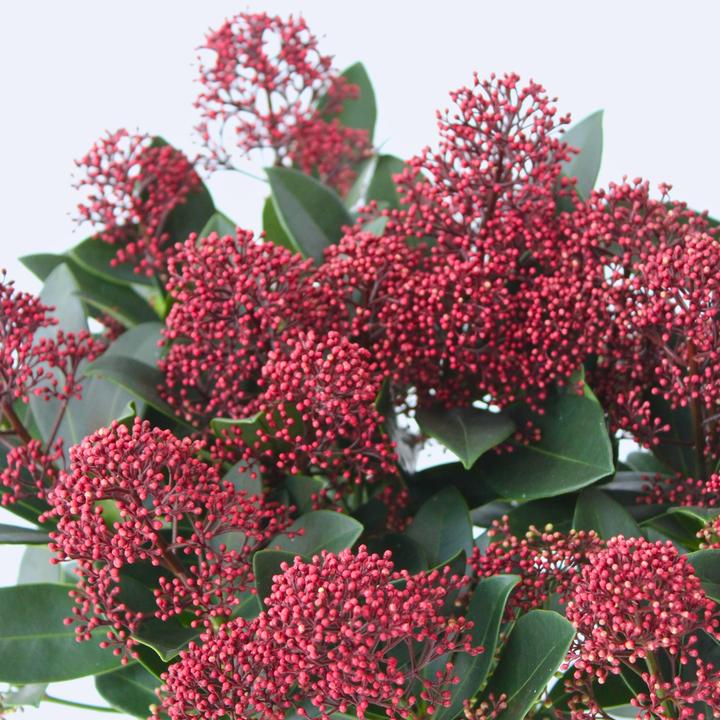 Produktbild Plant in a Box Skimmia japonica 'Rubella' - (35 cm)