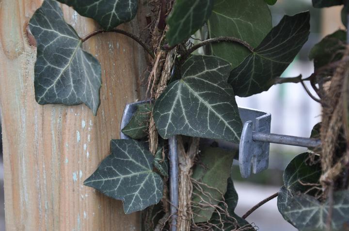 Produktbild Mobilane Befestigungsklammer 'Hecke am laufenden Meter'