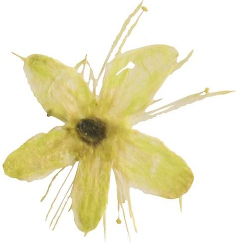 Jaune