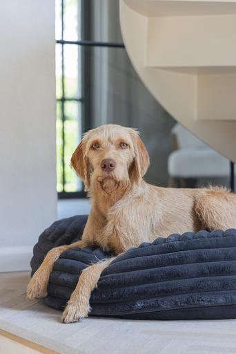 Actual product image Designed by Lotte Reza reclining cushion (Dog)