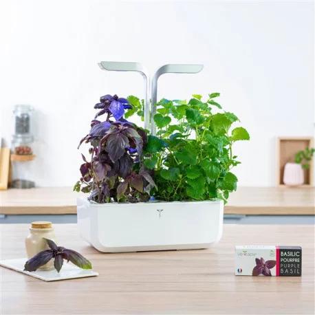 Produktbild Véritable Lingot Purpur Basilikum BIO