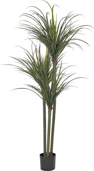 Actual product image Beliani Dracaena Anita (198 cm)
