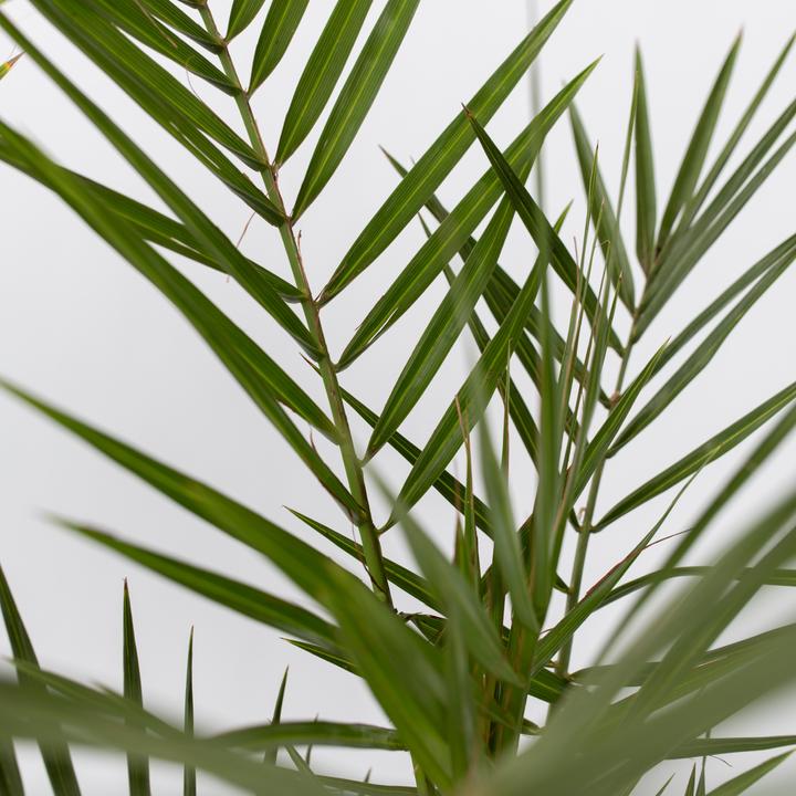 Actual product image Plant in a Box Phoenix canariensis, Chamaerops Humilis, Washingtonia Robusta (50 cm)