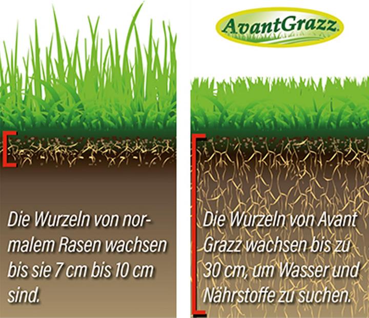 Actual product image Best direct Avant Grazz