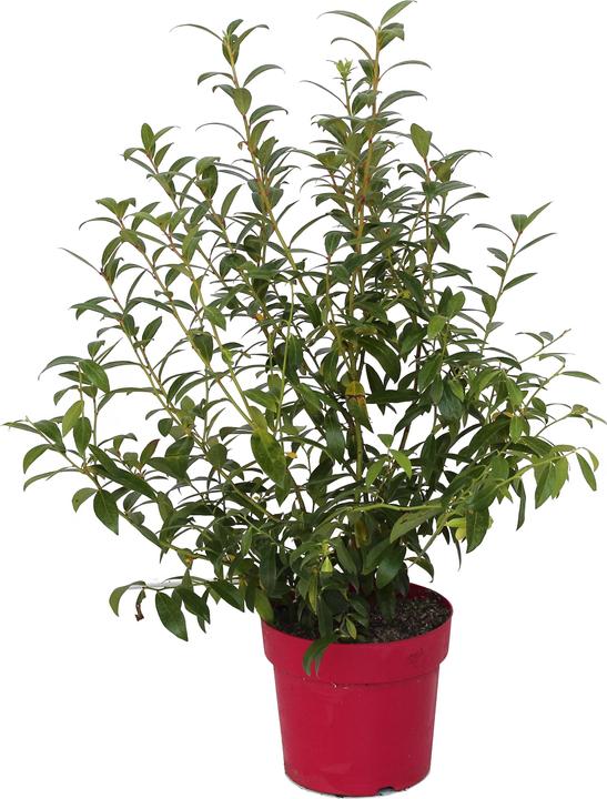 Produktbild Zulauf Kultur-Heidelbeere / Vaccinium corymbosum 'Pink Lemonade'® (50 cm)