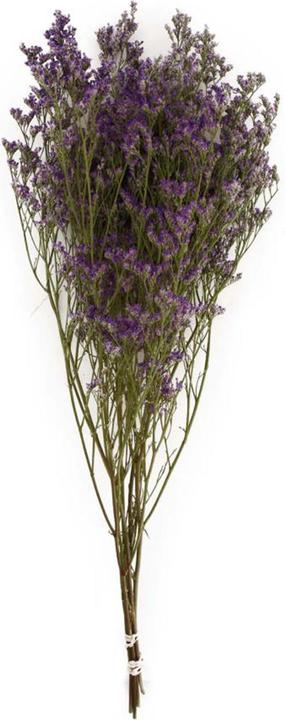 Produktbild Dijk Strandflieder - Limonium (Trockenblumen)
