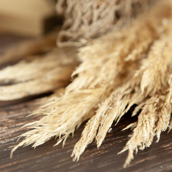 Produktbild Natura Punto Pfahlrohr - Arundo donax (Trockenblumen)