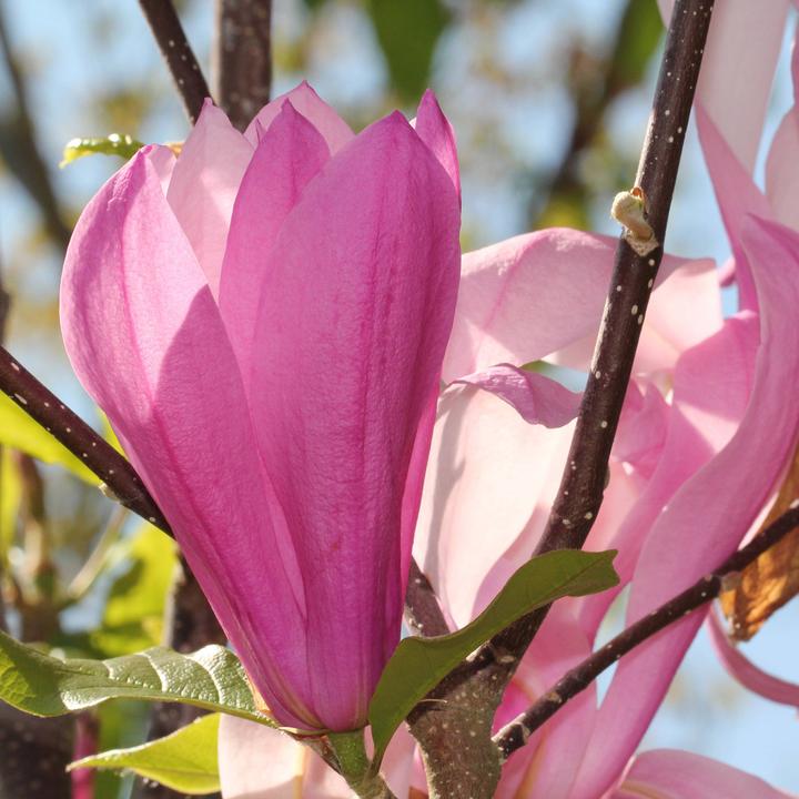 Actual product image Zulauf Purpur-Magnolie / Magnolia 'Susan' (125 cm)