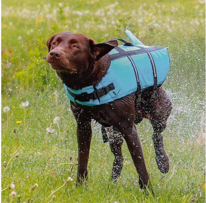 Actual product image Nobby Sharki (M, Dog life jacket)