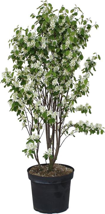 Zulauf Gewöhnliche Felsenbirne / Amelanchier ovalis (100 cm)