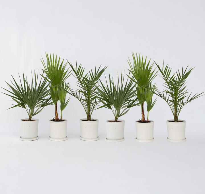 Actual product image Plant in a Box Phoenix canariensis, Chamaerops Humilis, Washingtonia Robusta (50 cm)
