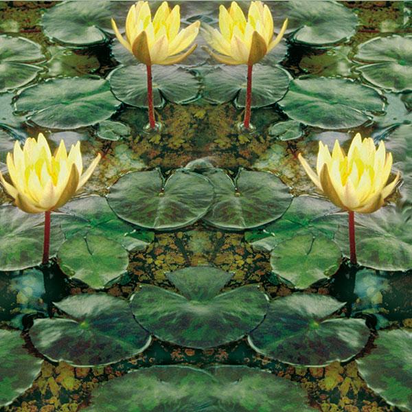 Actual product image Neogard Pond substrate for aquatic plants 14 kg