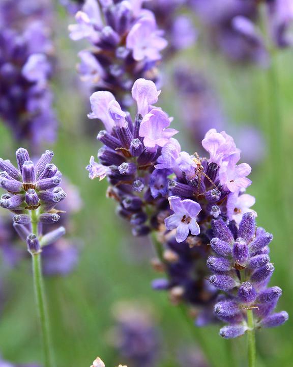 Produktbild feey Lavendel (15 cm, Tierfreundlich)
