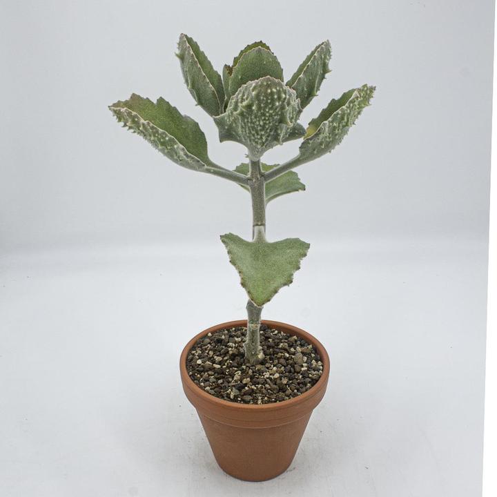 Image du produit Kakteen Gautschi Kalanchoe beharensis klein (50 cm)
