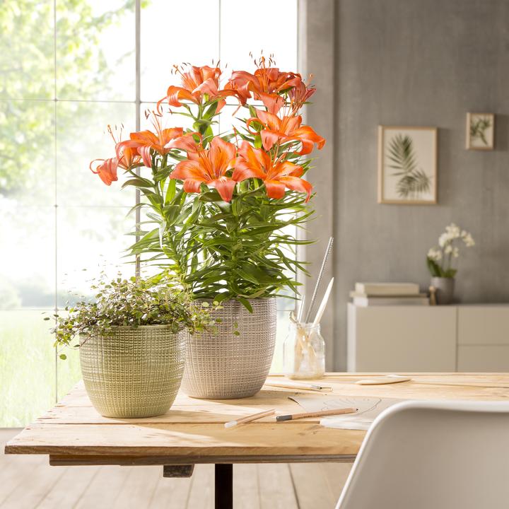 Image du produit Scheurich Pot de fleurs 866 (18.80 cm)