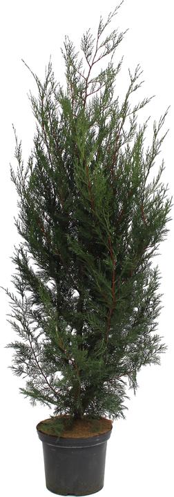 Actual product image Zulauf Leyland cypress (150 cm)