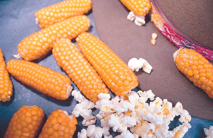 Image du produit Zollinger Bio Maïs à pop-corn, Popi-Hopi (Germes)
