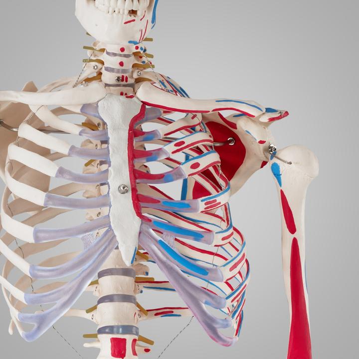 Actual product image tectake Anatomy skeleton