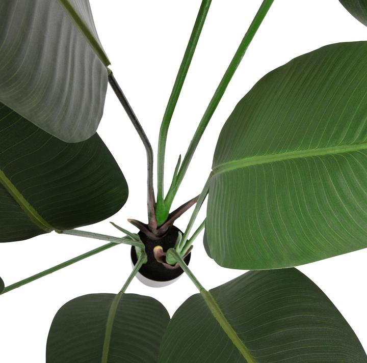Produktbild Woood Strelitzia (63 cm)