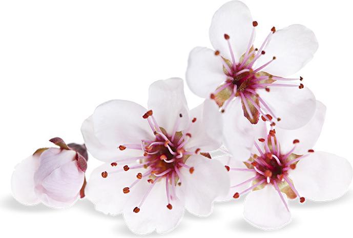 Image du produit Air Wick Pure